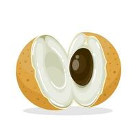 Vector illustration, single open longan fruit, isolated on white background.