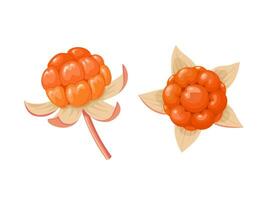 Vector illustration, Rubus chamaemorus, known as cloudberry, isolated on white background.