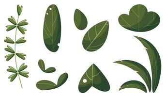 Leaf vector set. Collection of different leaves. Plants and leaves of various shapes and sizes.