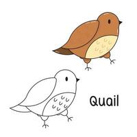 Vector illustration. Coloring book , Coloring quail. Cartoon animal. Clipart set for nursery poster, Practice skills