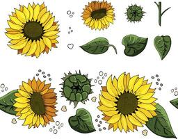 Sunny sunflower set and brush. Vector graphics. Vector illustration