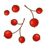 Red rowan berries without leaves. Vector illustration isolated on a white background.