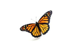 A beautiful monarch butterfly isolated on white background. Butterfly. Generative Ai photo