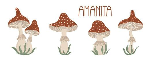 Amanita Muscaria. Hand drawn mushroom set. Stylized element for autumn decorative design vector