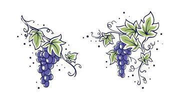 Grapes vine sketch vector illustration blueberry with leaves hand drawn design