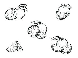 Set of orange slices drawing collection sketch illustration vector juicy orange fruit