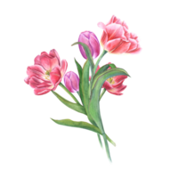 Watercolor bouquet of pink tulips. Beautiful illustration for the design of postcards, greetings, patterns, for Save the Date, Valentines day, birthday, wedding cards png