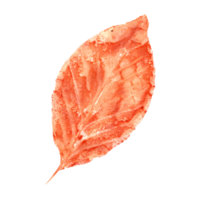 Imprint of autumn abstract leaf. Watercolor illustration of fallen dried orange leafage silhouette for herbarium decoration, autumn festival, prints, cards, patterns png