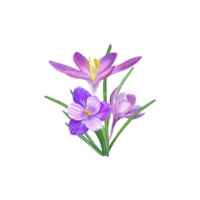 Watercolor bouquet of crocuses. Beautiful illustration for the design of postcards, greetings, patterns, for Save the Date, Valentines day, birthday, wedding cards png