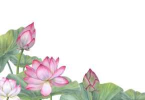 Watercolor Indian sacred lotus flowers with leaves. Water lily, Indian lotus, green leaf, bud. Space for text. Watercolor illustration. For greetings, package, label. png