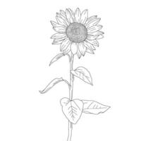 sunflower hand drawing. sketch sunflower. sunflower doodle. sunflower line art. vector