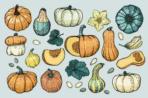 Pumpkin set. Pumpkins of various shapes, colors and characters, hand-drawn with an outline. Sketch. Vector illustrated clipart.