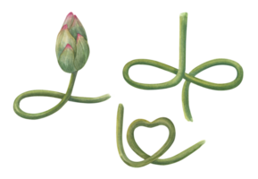 Lotus bud and curving stems. Constructor for creating bizarre flower shapes. The stem is heart shaped and mimics the lotus position. Watercolor illustration. png