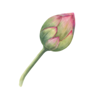 Lotus Knospe. Single Rosa Wasser Lilie. Aquarell Illustration. Hand gezeichnet Komposition zum Poster, Hochzeit Design, Yoga Center, Logo, Etikette png