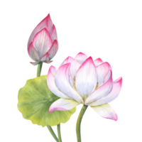 Bouquet with pink Lotus flower, Bud and Leaf. Delicate blooming Water Lily Watercolor illustration. Hand drawn composition for poster, cards, greeting png