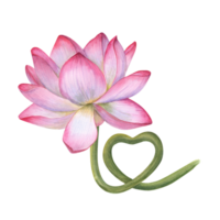 Pink Lotus flower with stem curving in the shape of heart. Delicate blooming Water Lily. Watercolor illustration. For wedding design, yoga center png