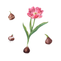 acuarela primavera ilustración de rosado tulipán con bulbo. Perfecto para fondo de pantalla, textil, para el diseño de revistas, libros, cuadernos, saludo tarjetas, invitaciones png
