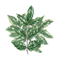 bukett av mahonia grenar. färsk grön ilex, järnek löv. vattenfärg illustration. ny år dekoration, xmas kort png