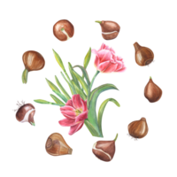 Watercolor round illustration of flowers bulbs with tulips, daffodils in center. Botanical frame for card, book design, logo stickers, labels, banners, templates png