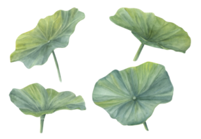 Watercolor set of Lotus Leaves. Green Water Lily Leaf. Hand drawn illustration. For create flower arrangements, logo, design png