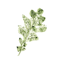 aquarel afdruk van groen eik blad. natuurlijk vallen kunst. waterverf illustratie van herfst silhouet voor uw ontwerp, textuur, sticker, logo png