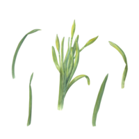 waterverf reeks van narcissen. botanisch illustratie van narcis knoppen, groen bladeren voor kaart, boek ontwerp, hartelijk groeten, stickers, patronen, spandoeken, Sjablonen png