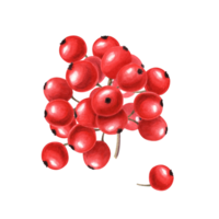 Bündel von rot Beeren. frisch saftig Preiselbeeren, Johannisbeeren, Preiselbeeren, Eberesche Beere. Aquarell Illustration. zum Ihre Design png