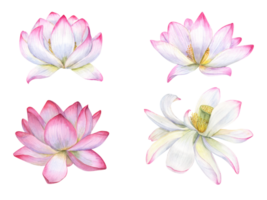 impostato di delicato rosa fiori. appassimento acqua giglio, indiano loto, sacro loto. acquerello illustrazione. mano disegnato composizione per manifesto, carte, logo, etichetta png