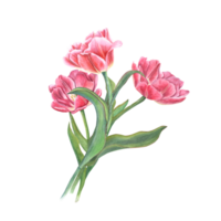 Watercolor bouquet of pink tulips. Beautiful illustration for the design of postcards, greetings, patterns, for Save the Date, Valentine's day, birthday, wedding cards png