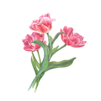 Aquarell Strauß von Rosa Tulpen. schön Illustration zum das Design von Postkarten, Grüße, Muster, zum speichern das Datum, Valentinstag Tag, Geburtstag, Hochzeit Karten png