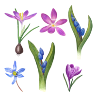 Watercolor set of blooming crocuses, scilla flowers. Scilla siberica. Botanical illustration for card, book design, greetings, stickers, patterns, banners, templates png