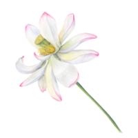 delikat lotus blomma med stam. förtvining näckros. vattenfärg illustration. hand dragen sammansättning för affisch, kort, hälsning, logotyp, märka png