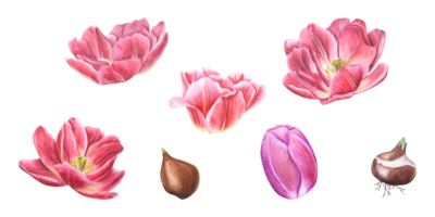 Watercolor floral spring illustration of pink tulips with bulbs. Perfect for wallpaper, textile, for the design of magazines, books, notebooks, greeting cards, invitations png