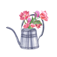 Bouquet of pink double tulips in steel watering can. Watercolor illustration for the design of postcards, booklets, flyers, labels, magazines, greetings png