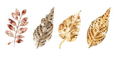 Imprints of colorful autumn leaves of rowan, linden, elm, hornbeam. Set of fall dry leaves in green, brown, yellow. Watercolor illustration for prints png