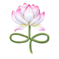 verrukkelijk lotus bloem met gebogen stang. delicaat bloeiend water lelie. stam imiteert de lotus positie. waterverf illustratie. voor schoonheidsmiddelen verpakking, spa centrum png