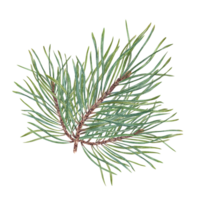 Lush Christmas Pine branch. Cedar, conifer branches. Evergreen plant. Botanical watercolor illustration of green lush sprig. For winter postcard design, Xmas and New Year cards png