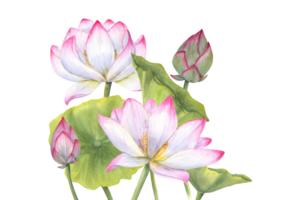 samenstelling met roze lotus bloem, knop en bladeren delicaat bloeiend water lelie. waterverf illustratie. hand- getrokken reeks voor schoonheidsmiddelen verpakking, spa centrum png