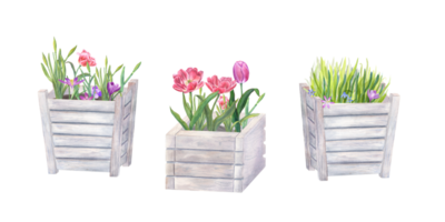 Pink double tulips, daffodils, crocus, scilla, grass in wooden flower pots Watercolor illustration for the design of postcards, booklets, flyers, labels, magazines png