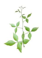 un planta con verde hojas en un blanco fondo, verde aegle marmelos hoja es mostrado en un blanco fondo, madera manzana hojas , verde, hoja, planta, ecológico, naturaleza, árbol rama, aislado, cerca arriba, foto