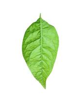 a green Aegle marmelos leaf is shown on a white background, wood apple leaves photo