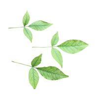 three green Aegle marmelos leaf is shown on a white background, wood apple leaves , green, leaf, plant, eco, nature, tree branch, isolated, close up, photo