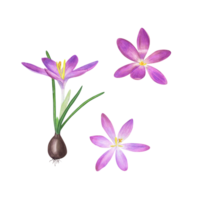 Watercolor floral spring illustration of crocuses with bulbs. Perfect for wallpaper, textile, for the design of magazines, books, notebooks, greeting cards, invitations png