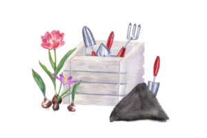 Watercolor garden tools in wooden box, hand trowel in soil, tulips and crocus ready for planting. Illustration for the design of booklet, flyers, labels, magazine png