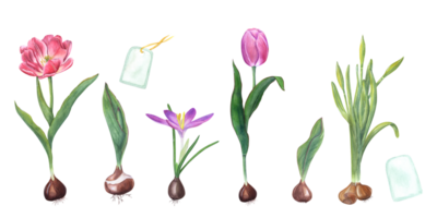 acquerello impostato di tulipani, crochi, narciso, mini cuffie e tag. botanico illustrazione per carte, libro disegno, saluti, adesivi, modelli, striscioni, modelli, fiore negozi png