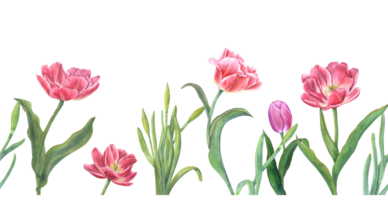 Floral seamless horizontal border with pink tulips, daffodils. Panoramic spring illustration for fabric, textile, wrapping, banners, covers, prints, wallpapers png