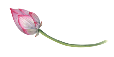 Rosa Lotus Knospe. Single Rosa Wasser Lilie. Aquarell Illustration. Hand gezeichnet Komposition zum Poster, Hochzeit Design, Yoga Center, Logo, Etikette png