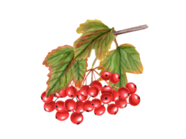 Watercolor bunch of ripe viburnum berries with autumn leaves. Guelder rose. Branch, berry, leaf. Hand drawn illustration for card, book, greetings. png