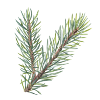 Watercolor Christmas Spruce branch. Botanical illustration of green lush sprig for winter postcard design, Xmas and New Year cards, greetings, patterns png