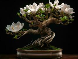 An exquisite bonsai magnolia tree, extremely detailed perfect flowers with plush waxy petals, growing in a kintsugi bowl, Generative AI photo